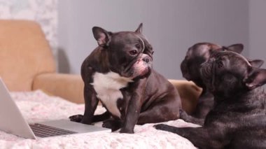 Kapat pençeleri bir dizüstü hayvan iş bilgisayar sınır ev internet ofis teknolojisi köpek yavrusu sevimli komik klavye pet ekran dizüstü metin yazarak köpek.