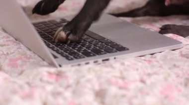 Kapat pençeleri bir dizüstü hayvan iş bilgisayar sınır ev internet ofis teknolojisi köpek yavrusu sevimli komik klavye pet ekran dizüstü metin yazarak köpek.