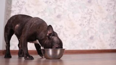 Yerde ki kaseden köpek maması yiyen köpek.