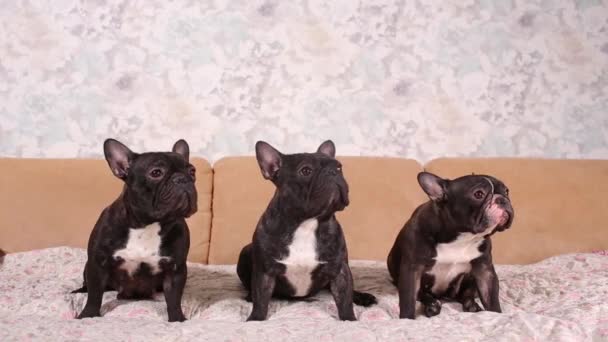Ritratto di tre adorabili bulldog francesi che guardano in una direzione . — Video Stock