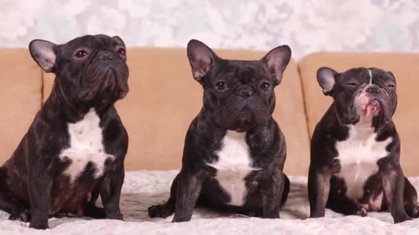 Retrato de tres adorables bulldog franceses mirando en una dirección . — Vídeo de stock