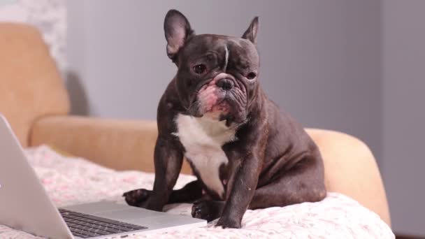 Perro de trabajo. Lindo perro está trabajando en un portátil de plata. Raza de perro: bulldog francés . — Vídeos de Stock