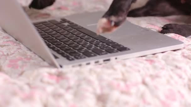 Primer plano patas de perro escribir texto en un ordenador portátil animal negocio ordenador frontera casa internet oficina tecnología cachorro lindo divertido teclado pantalla de la mascota portátil . — Vídeo de stock