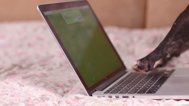 Primer plano patas de perro escribir texto en un ordenador portátil animal negocio ordenador frontera casa internet oficina tecnología cachorro lindo divertido teclado pantalla de la mascota portátil . — Vídeo de stock