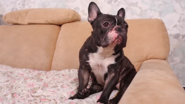 Franse Bulldog zittend op Bank-horizontale hond. — Stockvideo