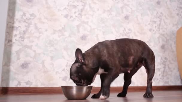 Hond eten hond voedsel uit de kom op de vloer. — Stockvideo