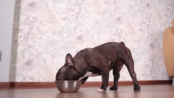 Perro comiendo comida de perro del cuenco en el suelo . — Vídeo de stock