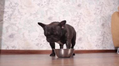 Yerde ki kaseden köpek maması yiyen köpek.