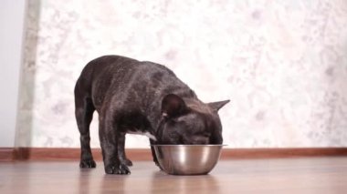 Yerde ki kaseden köpek maması yiyen köpek.