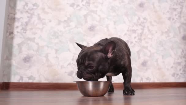 Hund äter hundmat från skålen på golvet. — Stockvideo