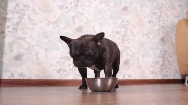 Собака ест собачий корм из миски на полу . — стоковое видео