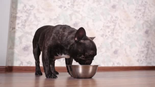 Hund äter hundmat från skålen på golvet. — Stockvideo