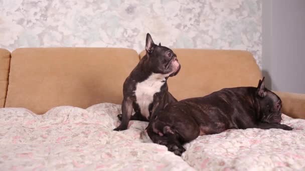 Franska Bulldog sitter på soffan-horisontell hund. — Stockvideo