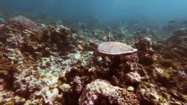 Deniz kaplumbağası yüzey suyunda okyanus dalgaları ile renkli resif karşı underwaer.