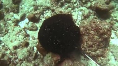 Lekeli fantail ışını, MermerStingray Taeniurops meyeni Hint okyanusu Maldivler gün boyunca mercan altında gizlemek.