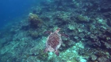 Deniz kaplumbağası yüzey suyunda okyanus dalgaları ile renkli resif karşı underwaer.