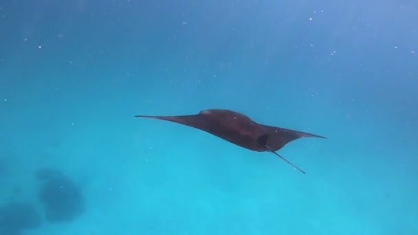 Rayon fantôme tacheté, Stingray marbré Taeniurops meyeni se cache sous le corail pendant la journée dans l'océan Indien Maldives . — Video