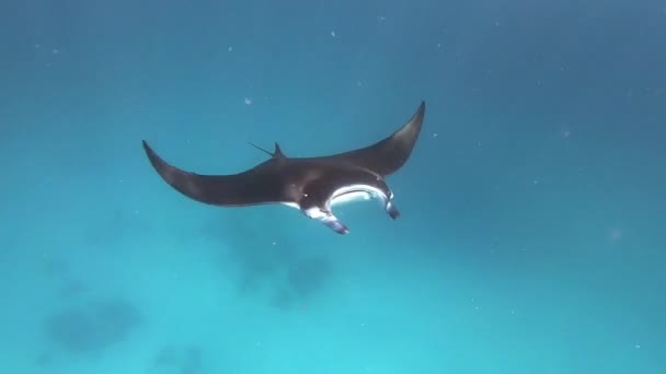 인도양 몰디브에서 낮 시간 동안 산호 아래 에서 얼룩진 팬테일 레이, 대리석 가오리 Taeniurops meyeni 숨기기. — 비디오