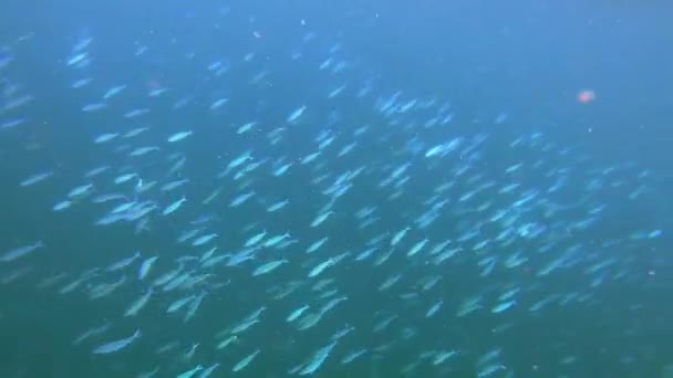 Массивная школа рыб Баяд и Йеллоуфин Хирурги плавают в голубой воде . — стоковое видео