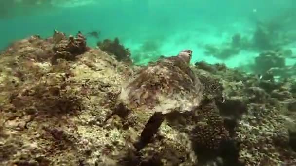 Sea turtle underwaer against colorful reef with ocean waves at surface water. — Stock Video