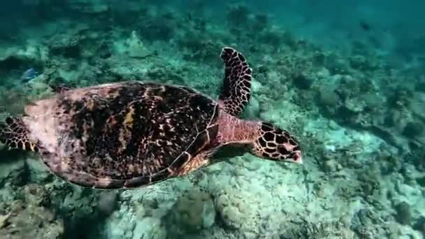 Meeresschildkröte unter Wasser gegen buntes Riff mit Meereswellen an der Wasseroberfläche. — Stockvideo