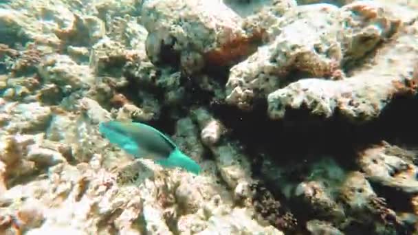Massive school of fish Bayad and Yellowfin Surgeonfish swim in the blue water. — Stock Video