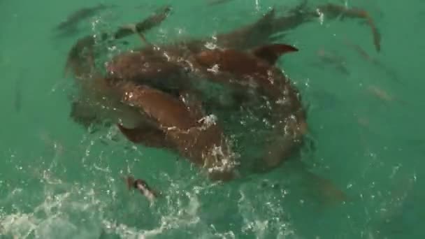 Gestreepte meerval of iriserende haai zwemmen in de rivier en het eten van het brood. — Stockvideo