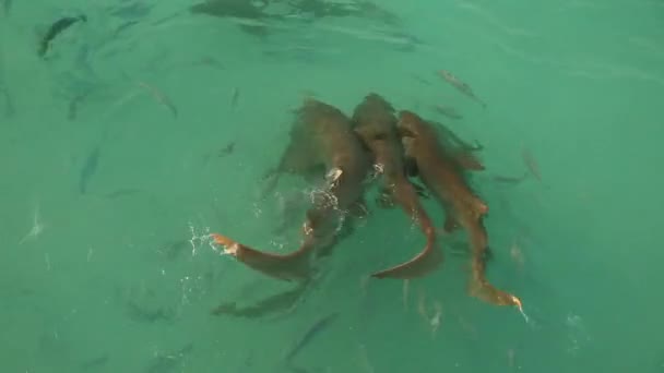 STRIPED CATFISH or Iridescent shark swimming in the river and eating the bread. — Stock Video