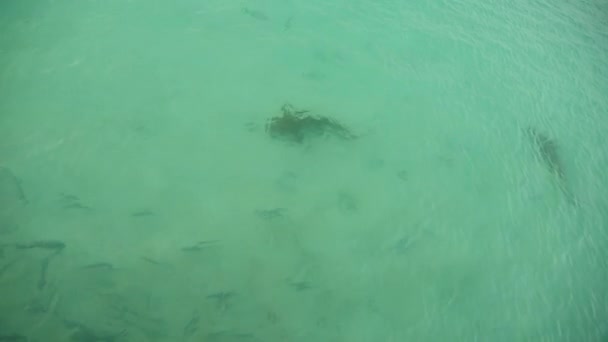 STRIPED CATFISH or Iridescent shark swimming in the river and eating the bread. — Stock Video