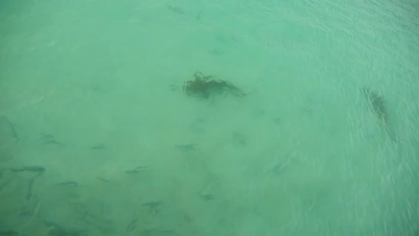 Gestreepte meerval of iriserende haai zwemmen in de rivier en het eten van het brood. — Stockvideo