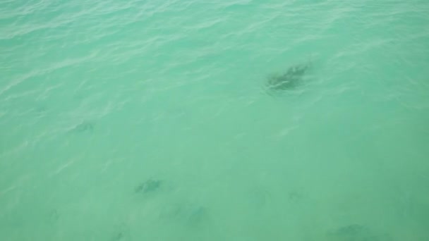 条纹的猫鱼或虹彩鲨在河里游泳，吃面包. — 图库视频影像