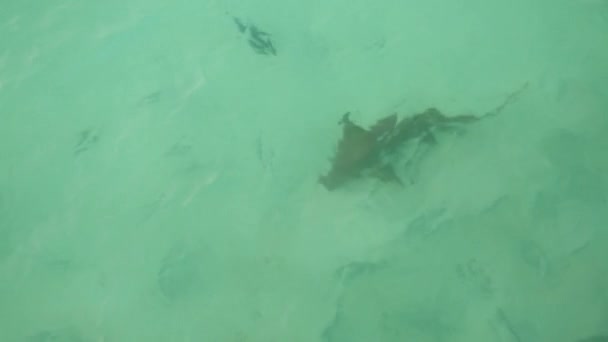 CATPESCADO o Tiburón iridiscente nadando en el río y comiendo el pan . — Vídeo de stock