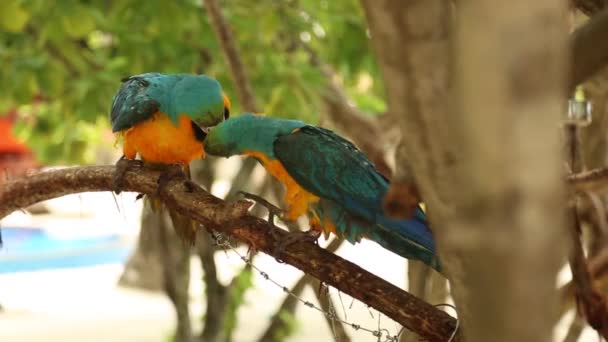 Karibische Papageien. Bunter Papagei. blauer und gelber Ara ara ararauna sitzt auf Baumstämmen. Lustige Aras. — Stockvideo