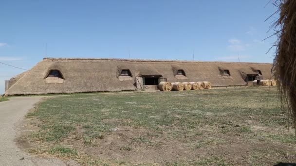 Стадо коз в загоне с лидером остальные козы едят, козы разного цвета и цвета, лидер защищает стадо . — стоковое видео