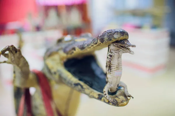 Nadívaný krokodýl na displeji pro vzdělávací účely. — Stock fotografie