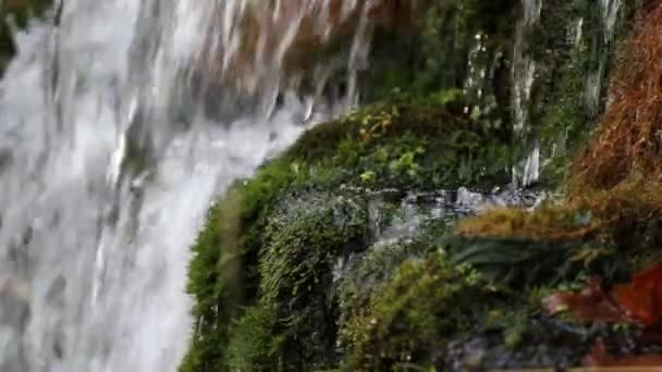 Slow motion close-up van bronwater als het valt en dribbelt op groene mos. — Stockvideo