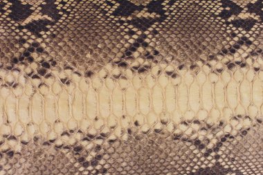 Yılan derisi, arka plan deseni deri olarak kullanabilirsiniz.