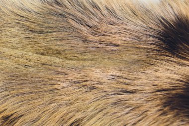 doğal gümüş tilki kürk portre. güzel arka plan.