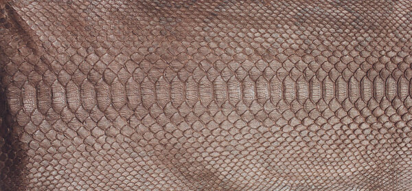 Snake skin, can use as background pattern leather.
