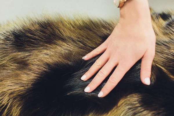 doğal gümüş tilki kürk portre. güzel arka plan.