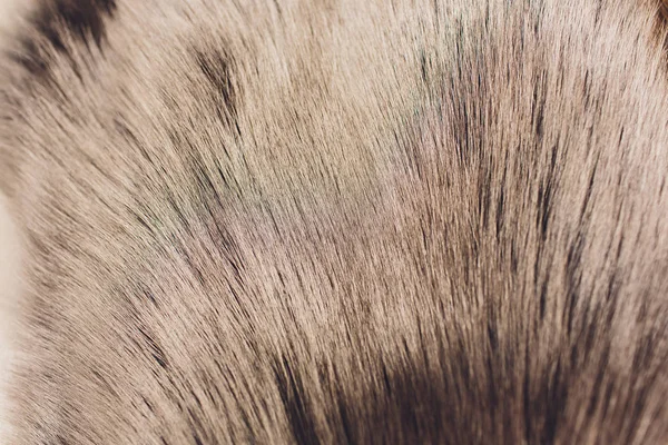 Closeup de pele de raposa de prata natural. Belo fundo. . — Fotografia de Stock
