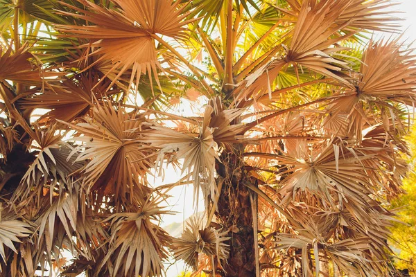 Suchy liść palmowy, suszony cukier w tle liści palmowych, detal liść palmy tekstura tło cukier suszony, — Zdjęcie stockowe