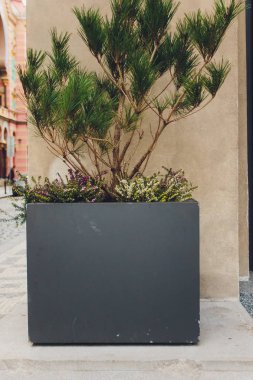 Bir ağaçta asılı Noel ışıkları, noel ağacı dalı.