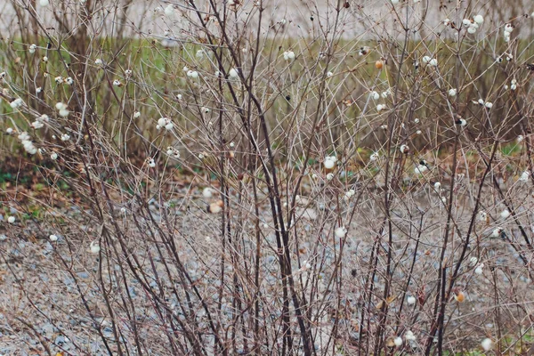 Albero sterile senza foglie, in un campo di erba bruna ricoperta di vegetazione, in una scena di parco invernale . — Foto Stock