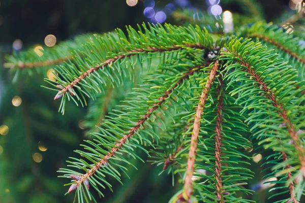 Luzes de Natal penduradas em uma árvore, ramo de árvore de natal . — Fotografia de Stock