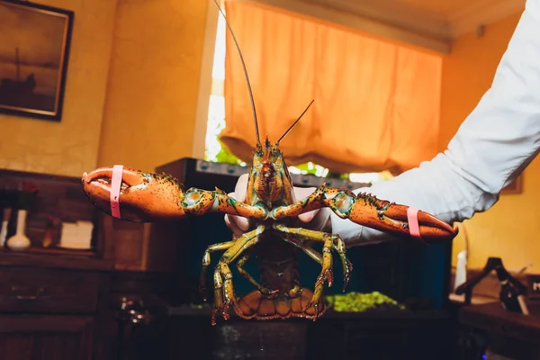 Langosta. Una mano sosteniendo una langosta gigante en un buffet de mariscos. Enfoque suave en la langosta . — Foto de Stock