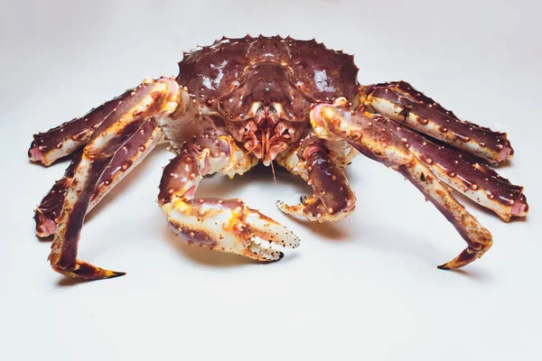 Live King Crab on white succinct background.