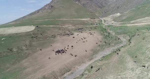 Во время традиционной игры на Каракольском фестивале в Таджикистане стадо лошадей с дрона "Испуганная лошадь" стоит на ногах. Он был напуган тушей козы. . — стоковое видео