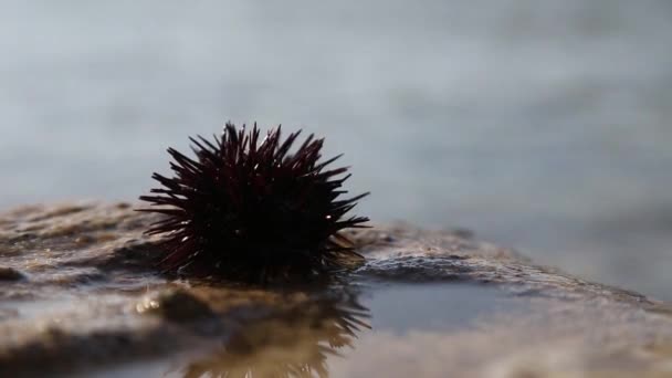 Sea urchin on the shore moves on a stone. — Stock Video