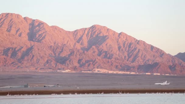 Belo panorama do pôr do sol com silhuetas de flamingos relaxando no lago de uma reserva natural protegida . — Vídeo de Stock